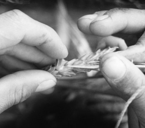 Black and white image of the hands of Norman E. Borlaug holding a piece of "Norin" dwarf wheat.