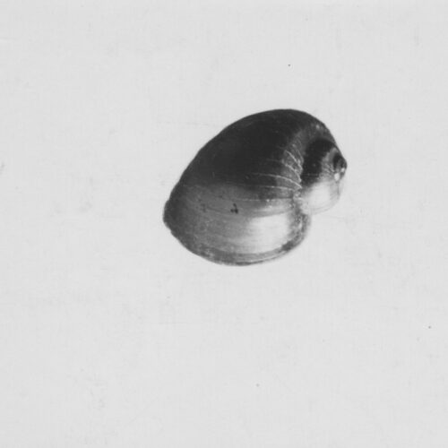 A grayscale photograph of three distinct shells of snails found in gravel, mud, and sand.