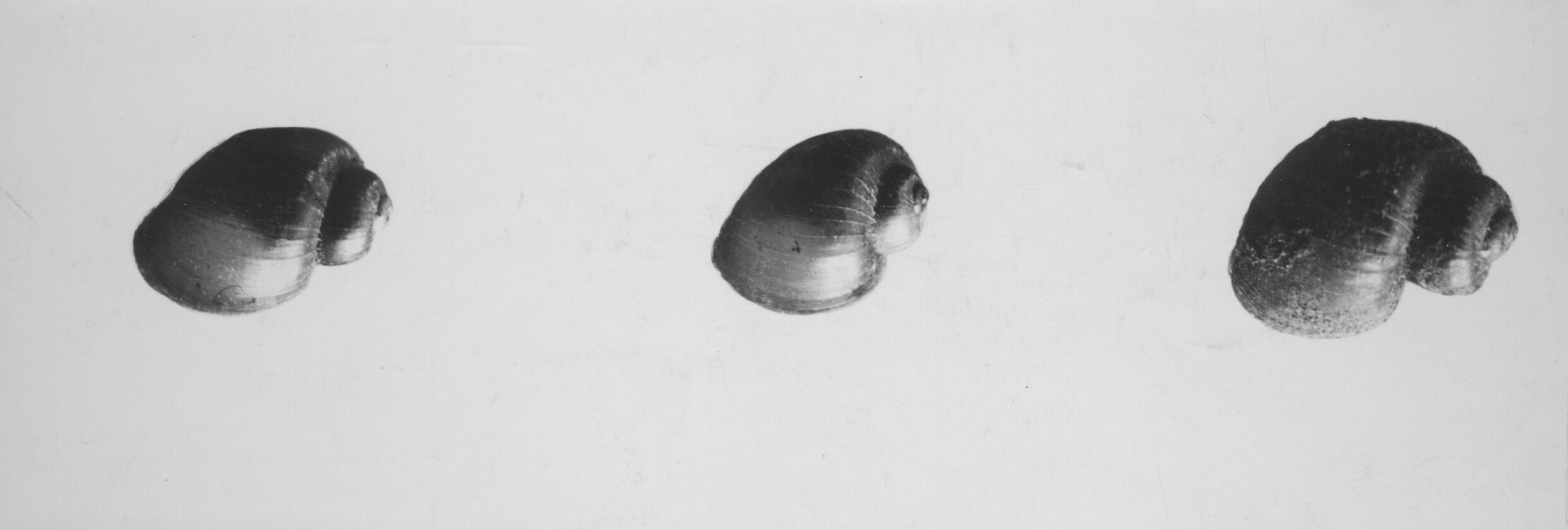 A grayscale photograph of three distinct shells of snails found in gravel, mud, and sand.
