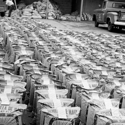 A grayscale photograph showing 25-kilogram sacks of corn seeds lined up in neat rows. Partial view of stacked sacks of corn and Chevrolet trucks from the '60s visible in the background.