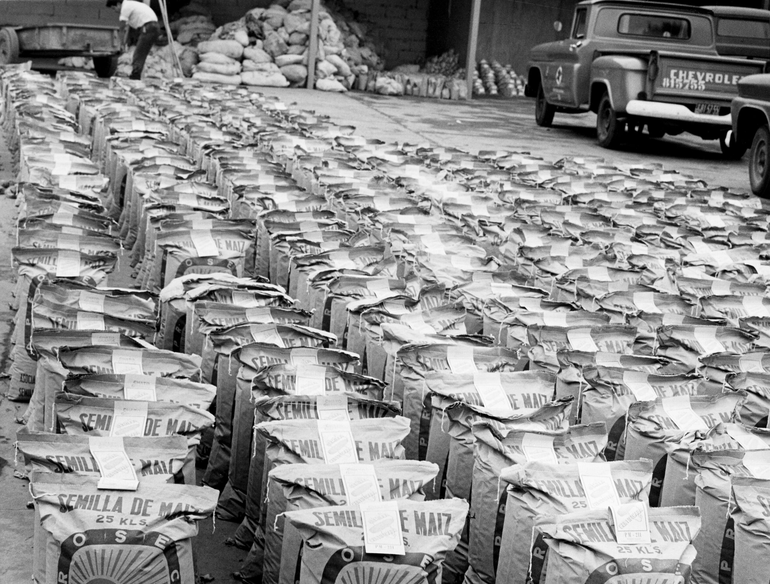 A grayscale photograph showing 25-kilogram sacks of corn seeds lined up in neat rows. Partial view of stacked sacks of corn and Chevrolet trucks from the '60s visible in the background.